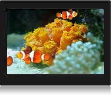 screenshot ecran de veille aquarium poisson clown.