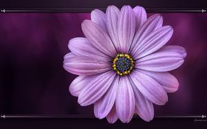 Marguerite : violet - fleur : arrière-plan de bureau HD.