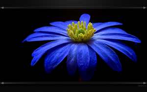 Anémone bleue - Fleur : arrière-plan de bureau HD.