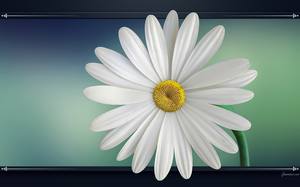 Grande marguerite avec une magnifique couleur blanche - Fleur : arrière-plan de bureau HD.