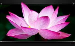 Lotus Sacré : fond d'écran HD de fleur pour PC.
