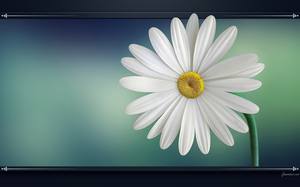 Grande marguerite avec une magnifique couleur blanche - Fleur : fond d'écran HD.