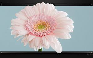 Gerbera rose - Fleur : fond d'écran HD.