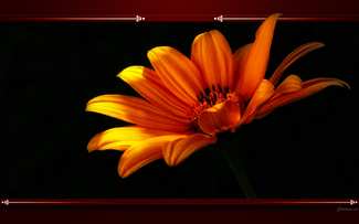 Marguerite Orange - Arrière-plan pour PC