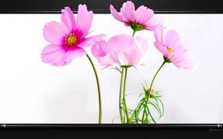 Fleurs - Cosmos rose - Arrière-plan pour PC