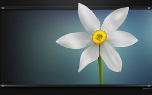 Magnifique Narcisse de couleur blanche - Fleur : fond d'écran HD.