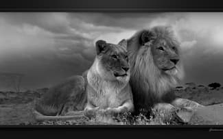 Couple lion et lionne coucher - Lion Fond d'écran - Image arrière-plan - Wallpaper Favorisxp