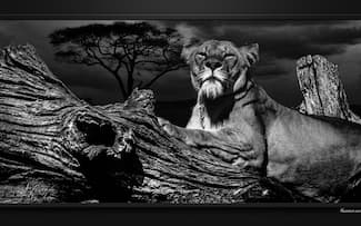 Lionne à l'affût - Lion Fond d écran - Image arrière-plan - Wallpaper Favorisxp