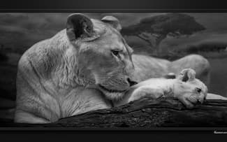 Lionne et lionceau blanc - Lion Fond d'écran - Image arrière-plan - Wallpaper Favorisxp