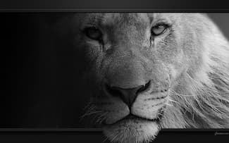 Regard pénétrant d'un lion - Lion Fond d'écran - Image arrière-plan - Wallpaper Favorisxp